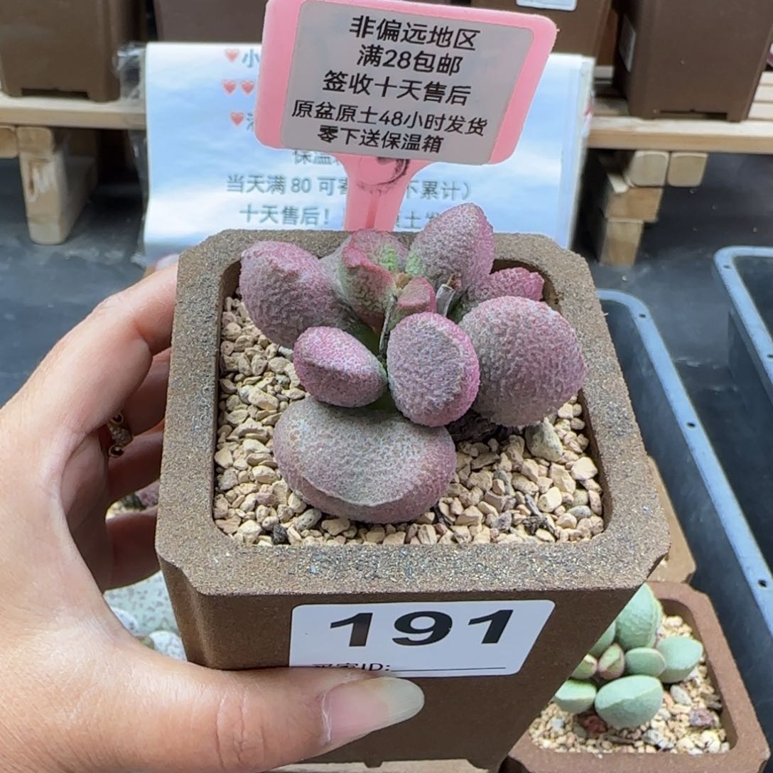 口**妹191赛猪肝多肉植物