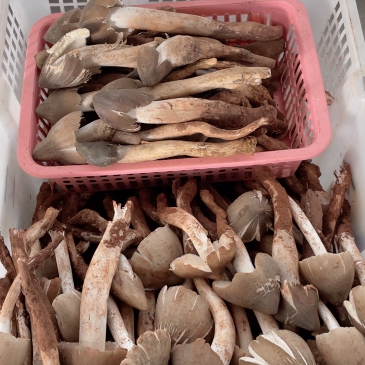 鸡枞菌超好吃中国大陆
