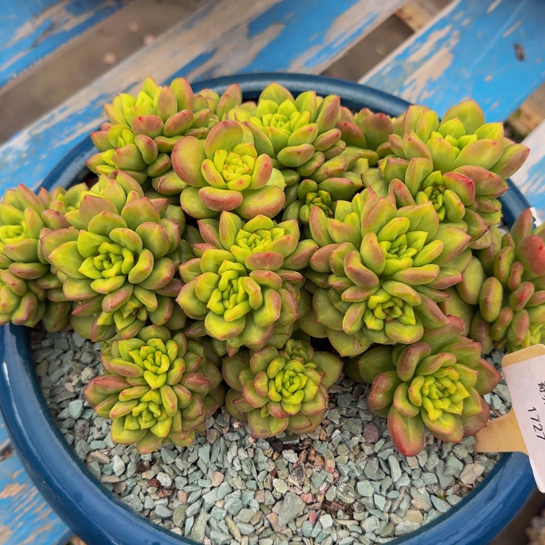 无花朵用****61727不哈怕他爸爸啊啊啊啊