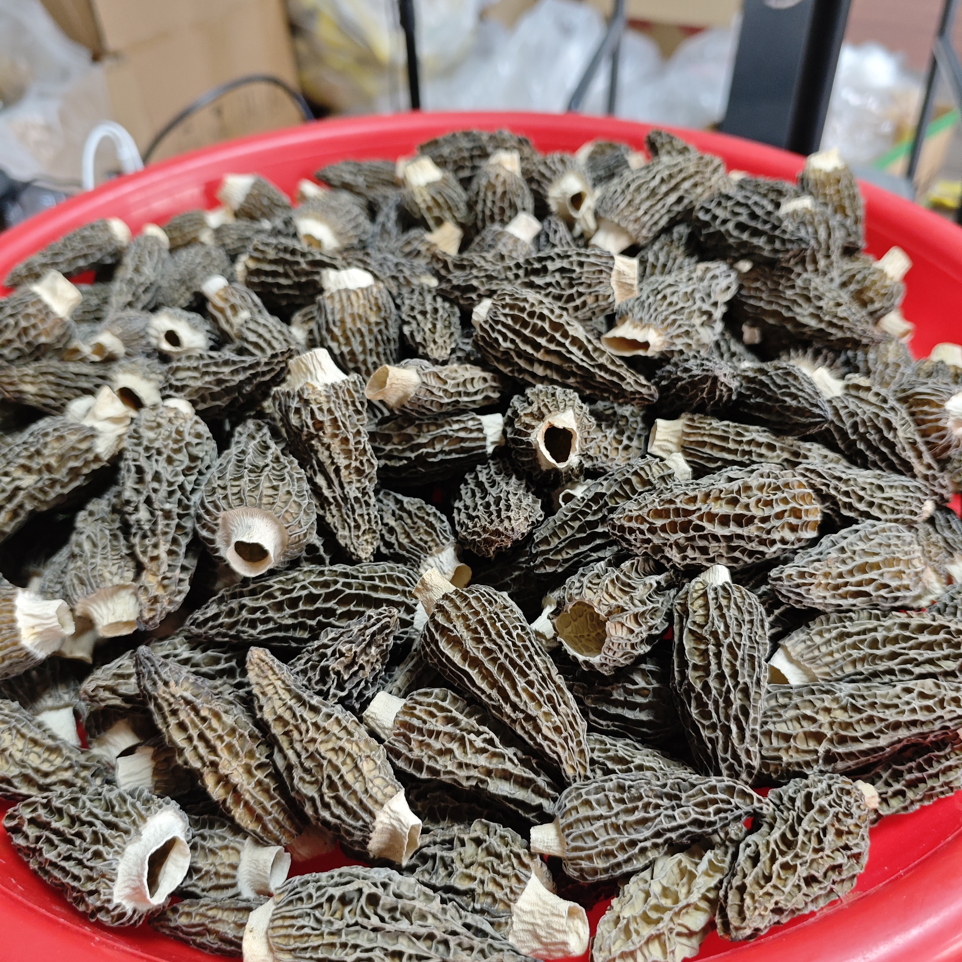 【三三】羊肚菌  剪脚500克