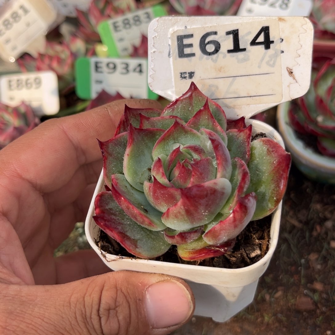 惊鸿一瞥614号多肉