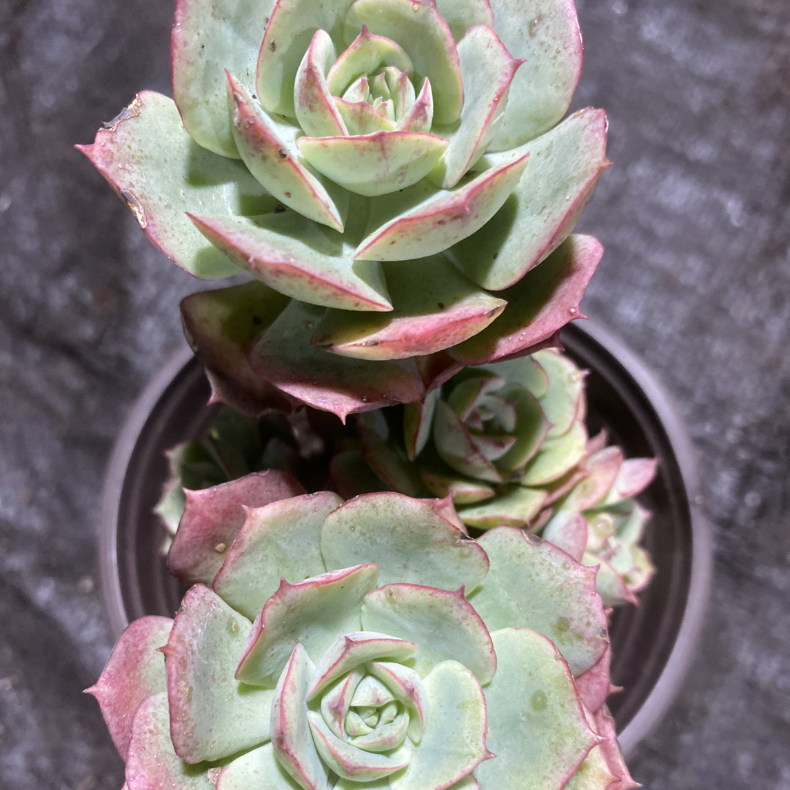 『克罗地亚玫瑰』多肉植物盆栽 全店满15包邮