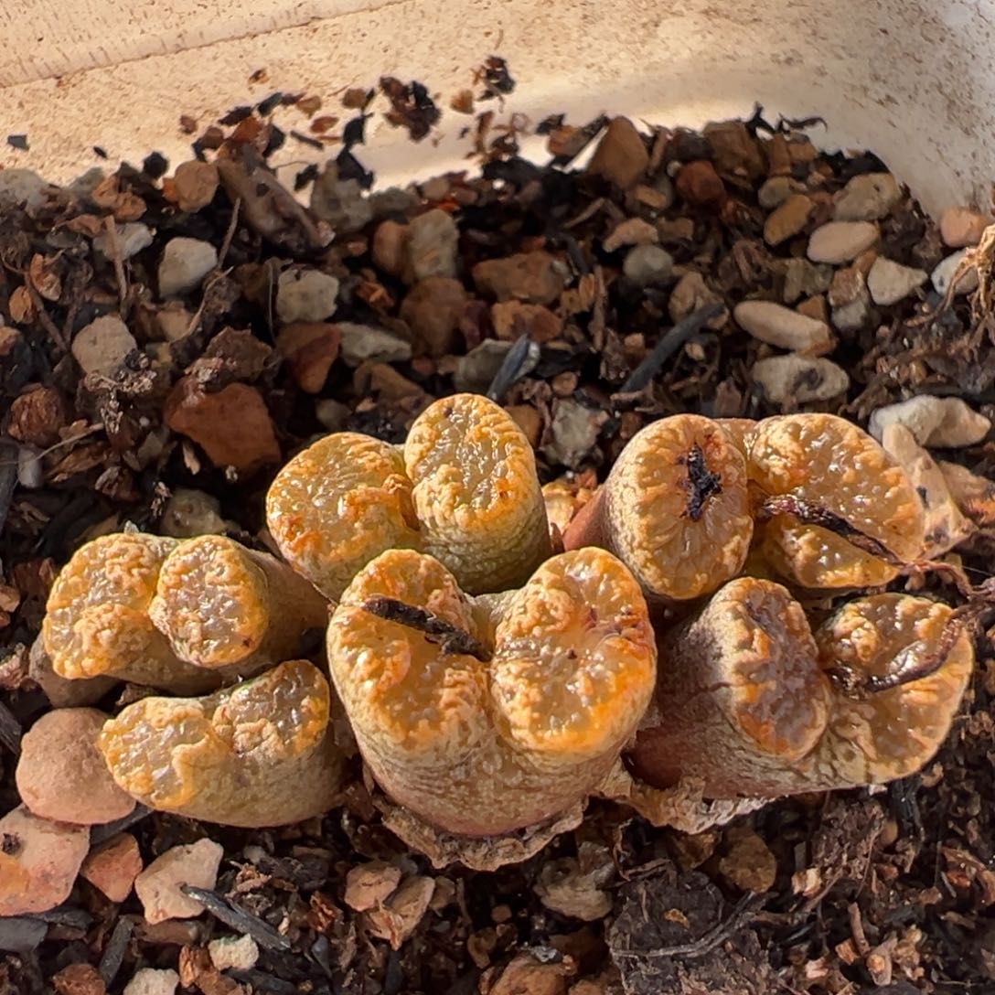 536多肉植物百科植物