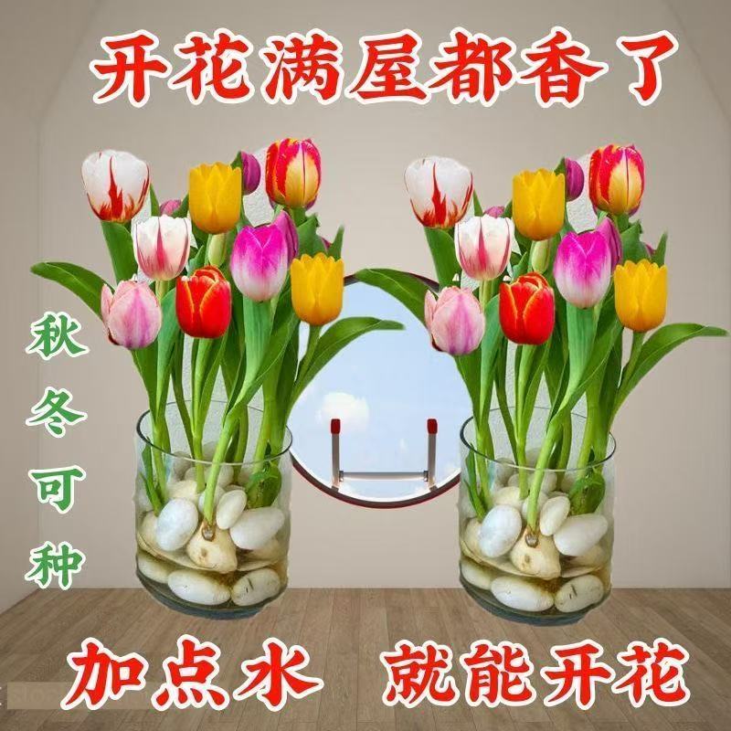郁金香种球耐寒花卉水培土培室内外阳台盆栽