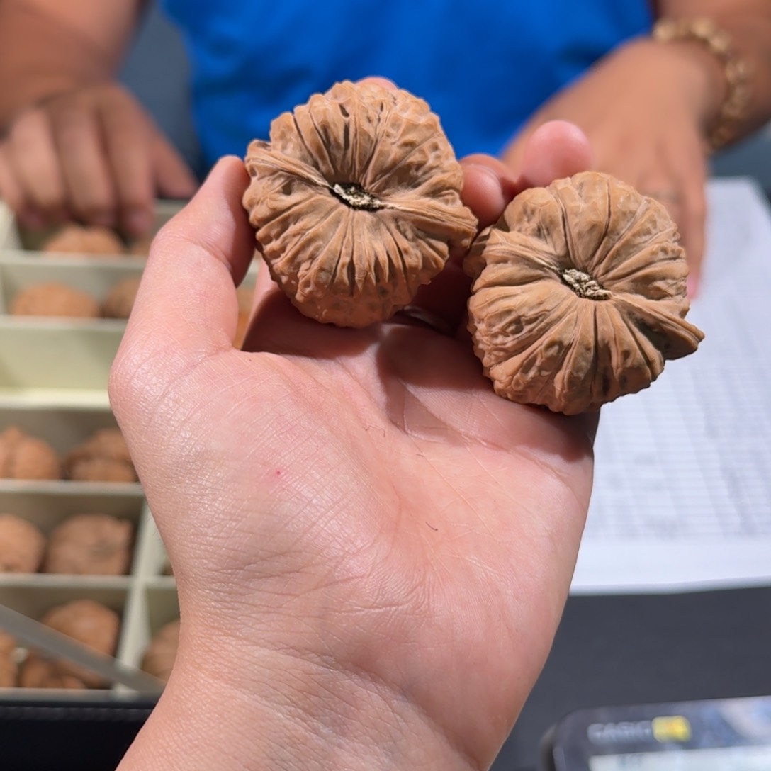 文玩核桃把件249号44全品南瓜墩