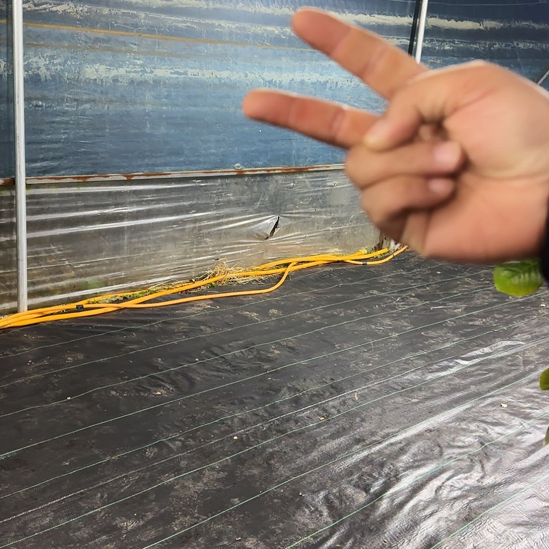 完全开放迪布洛月季品种