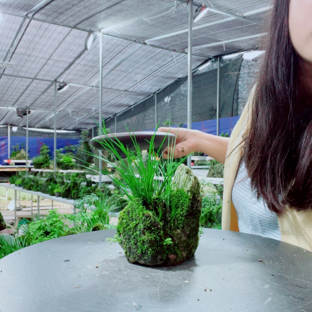 用***1当前无花栽培后可以开花