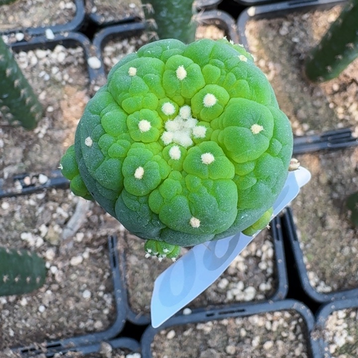 无花朵350优选好大尤仙一号