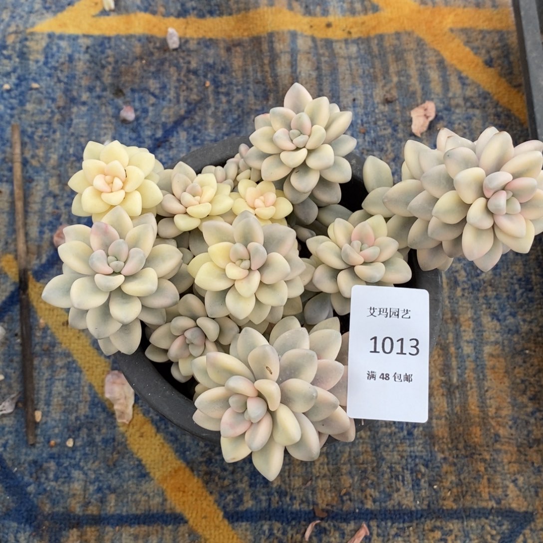 艾伦锦群生多肉多肉1013