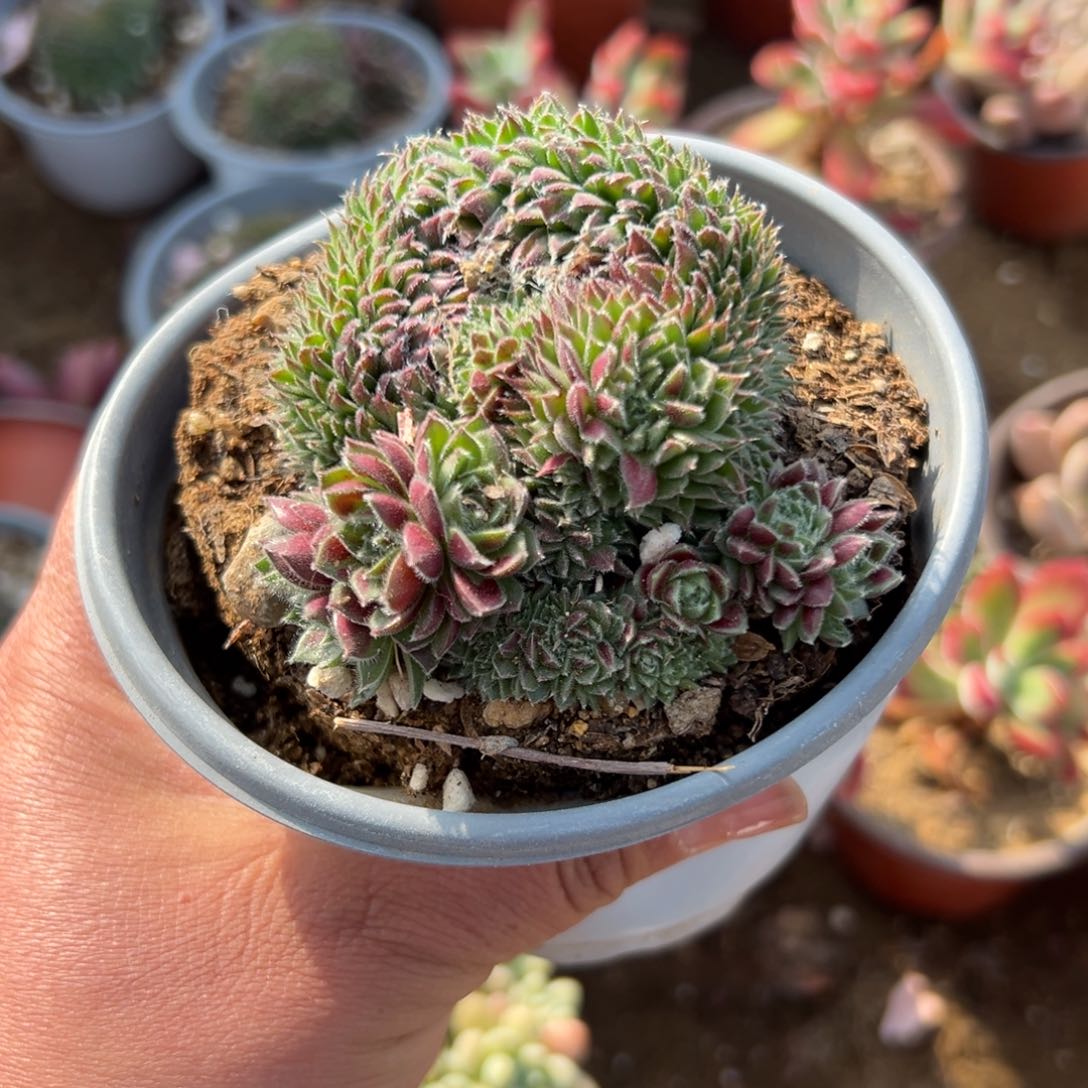 N****゛多肉植物多肉植物