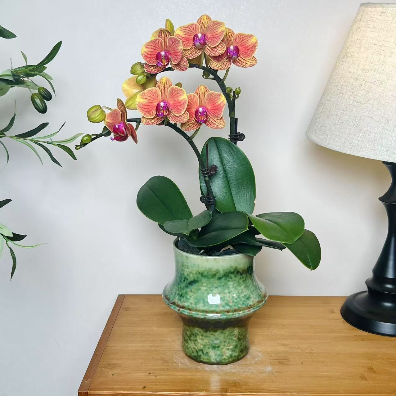 【吉利-蝴蝶兰】 高端 懒人种植 禅意 轻奢 易养花期长 送人