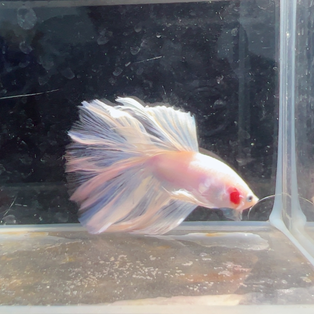 斗鱼浅色仙仙裙特殊尾