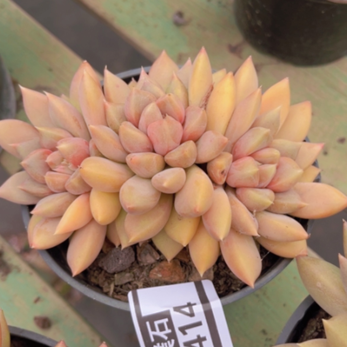 【闪购商品】红象牙2414