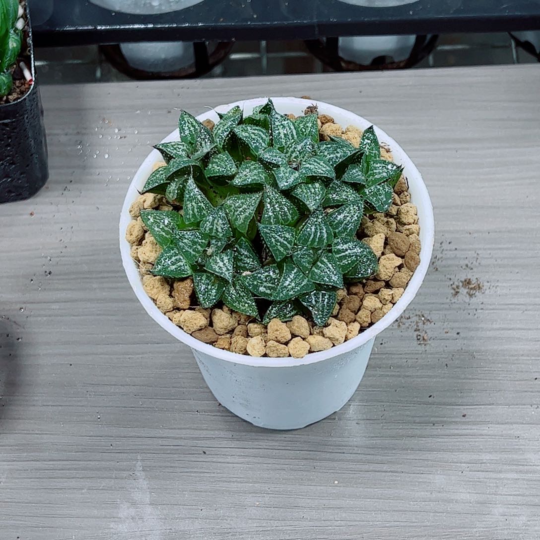 雪景色玉露一勿一拍