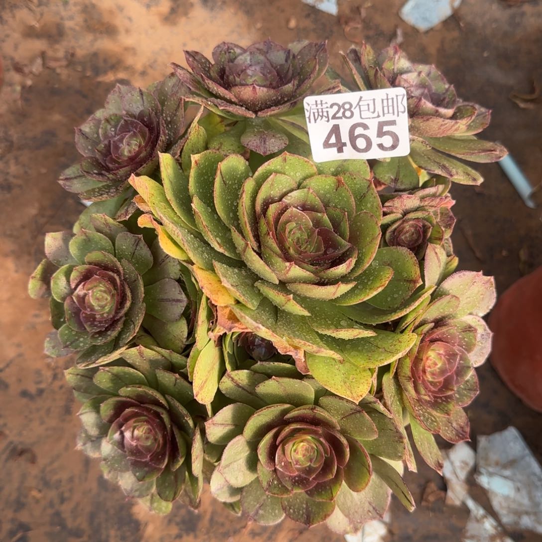 万拉丝多肉465满28包邮断枝不包