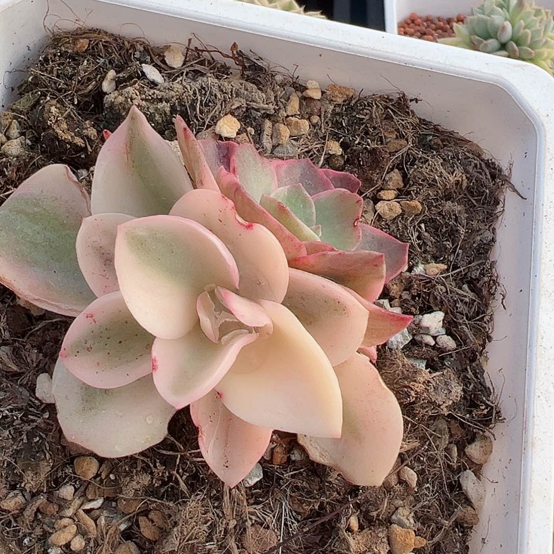 秀妍锦，宽覆轮锦头加覆轮锦头