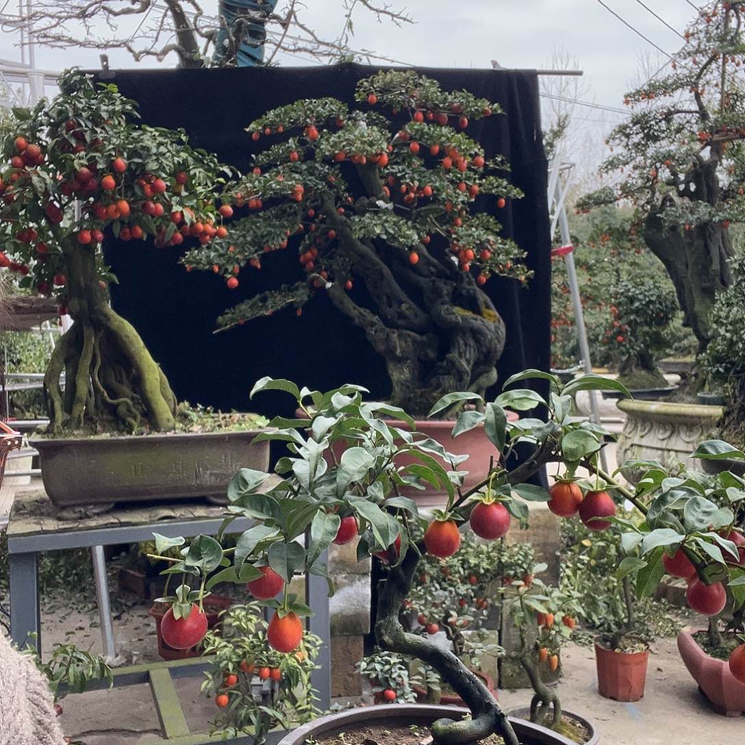 金弹子盆景喜欢的来