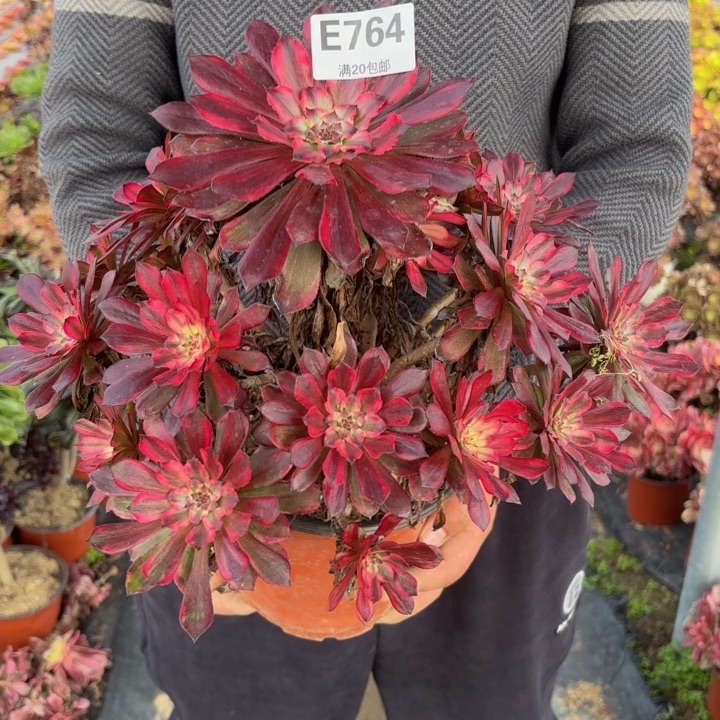 瑞妈，，，。。。。764雪姬，