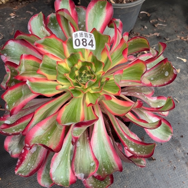 无花朵084多肉法师发货