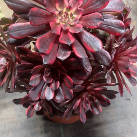 多肉植物火烧云锦。