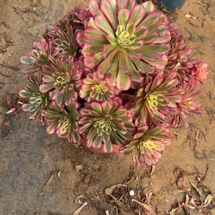 红桐超白19多肉植物法师法师