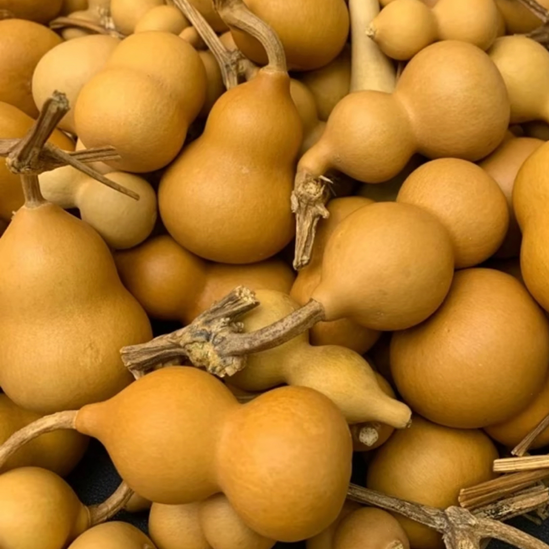 《一号链接》自然生长葫芦 默认微瑕 完美主义者慎拍！