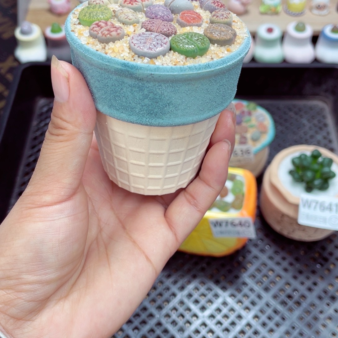 w7642 带盆土发货一物一拍