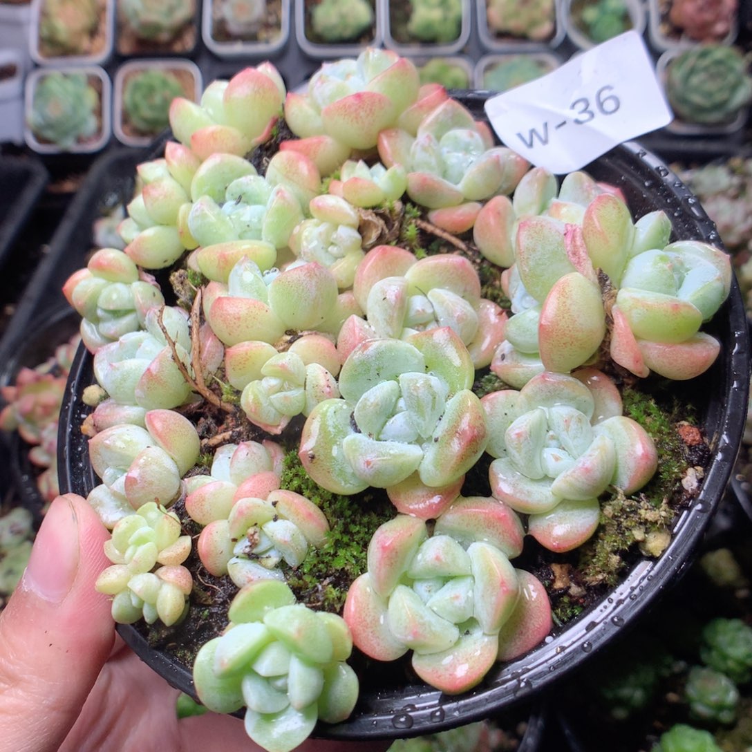 无花朵W36英语英语英语英语