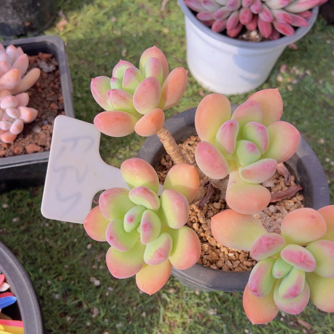 香玉的故事是一个人的