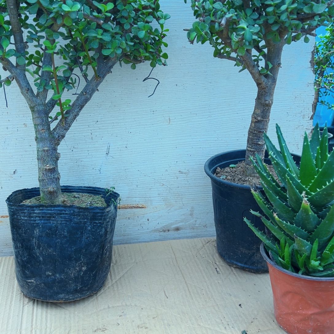 木*老桩金枝玉叶一物一拍