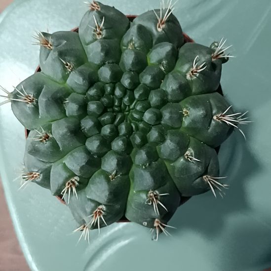 花花世界迷人眼球球好养