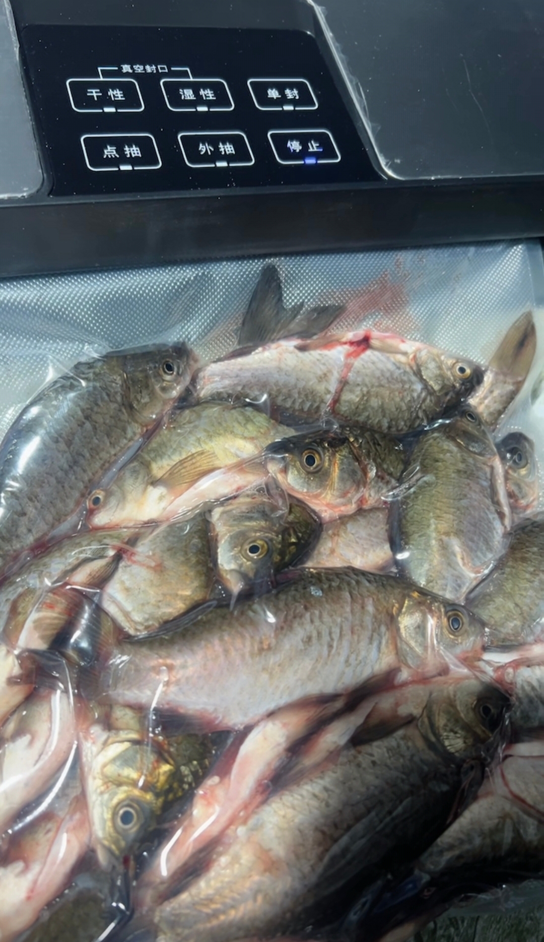 火爆活动：白洋淀生态小鲫鱼净重十斤（冷冻或者冰鲜）京津冀 链接