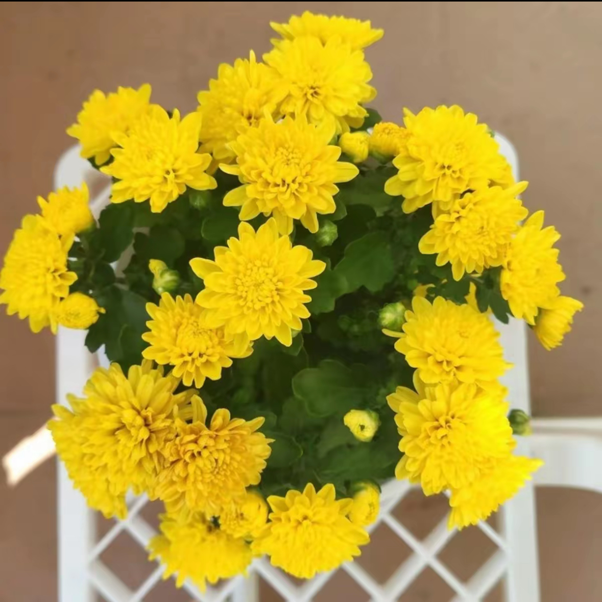 黄色带花苞发货重瓣荷兰菊盆栽四季开花室内外阳台好养耐寒花卉