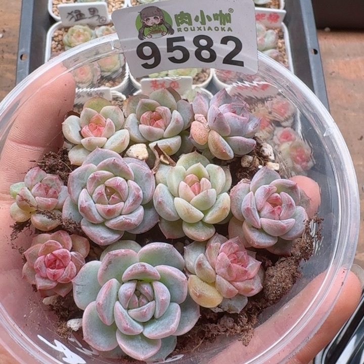 多肉植物多肉植物