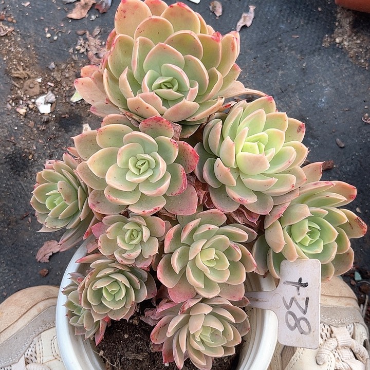晨语多肉，一物一拍，丝绸