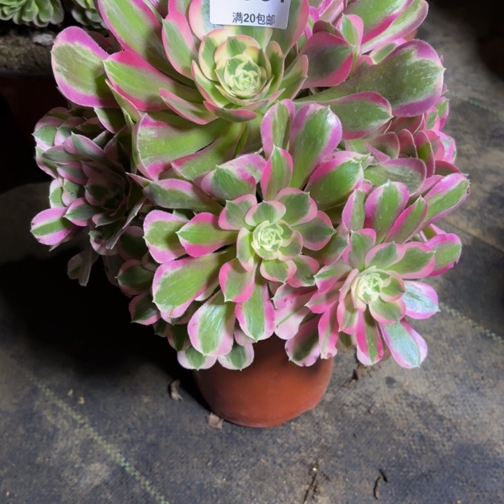 瑞妈，，，。。364布，。