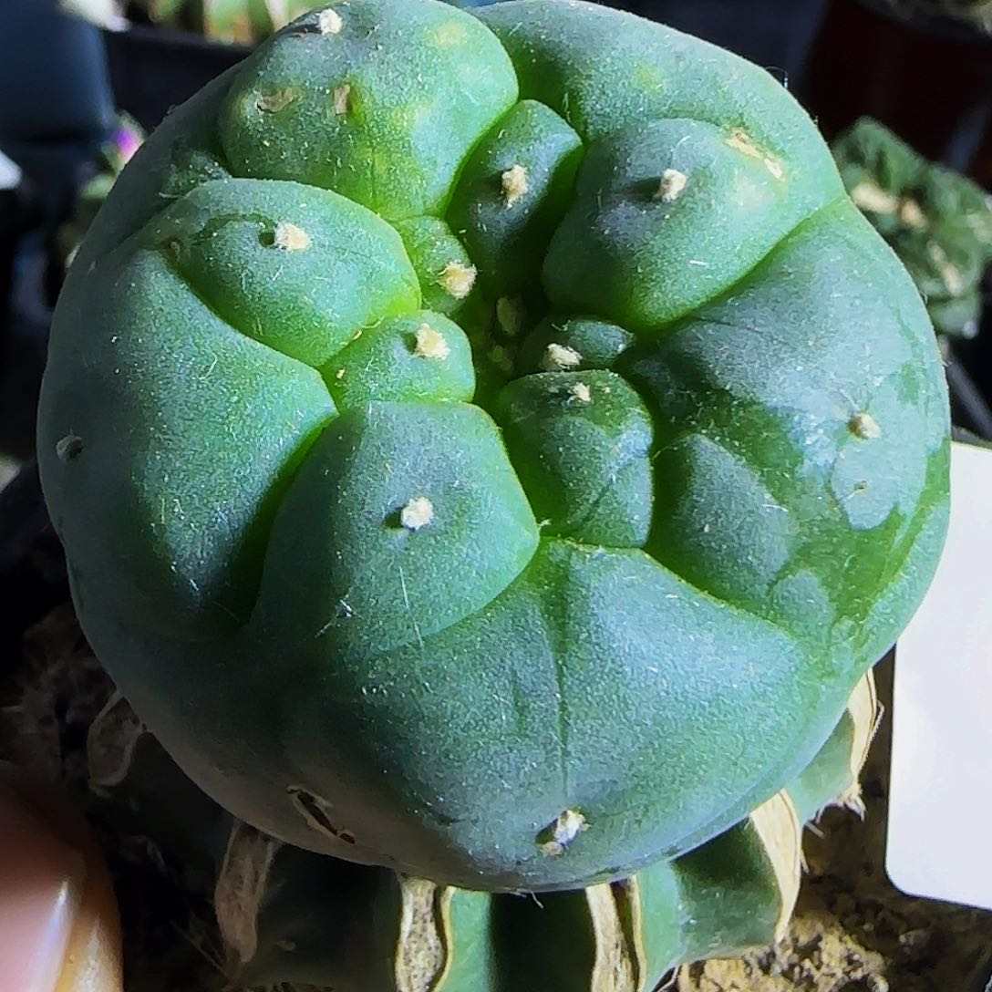 大尤仙701仙人球