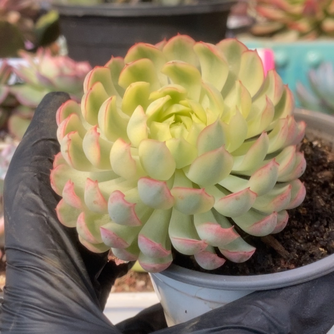 724梦幻仙子座锦锦锦锦