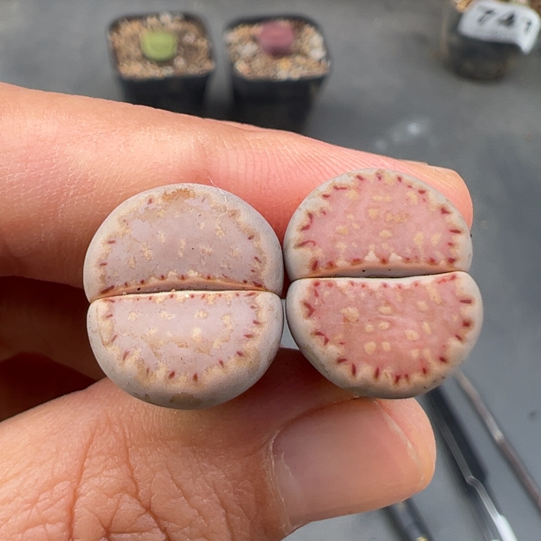 9.27好看的多肉脱土发货878