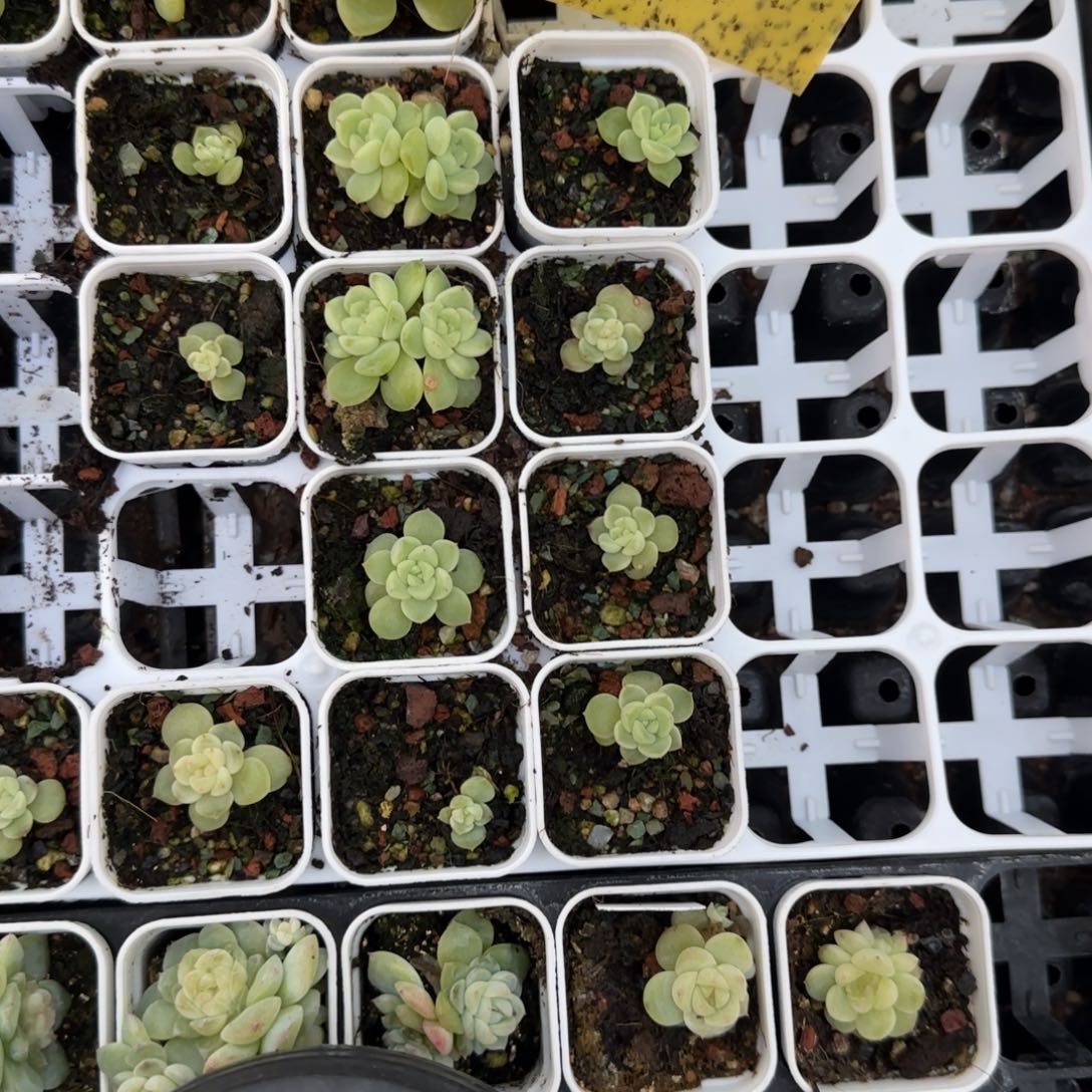 小Pc6盆外棚一个满25包邮