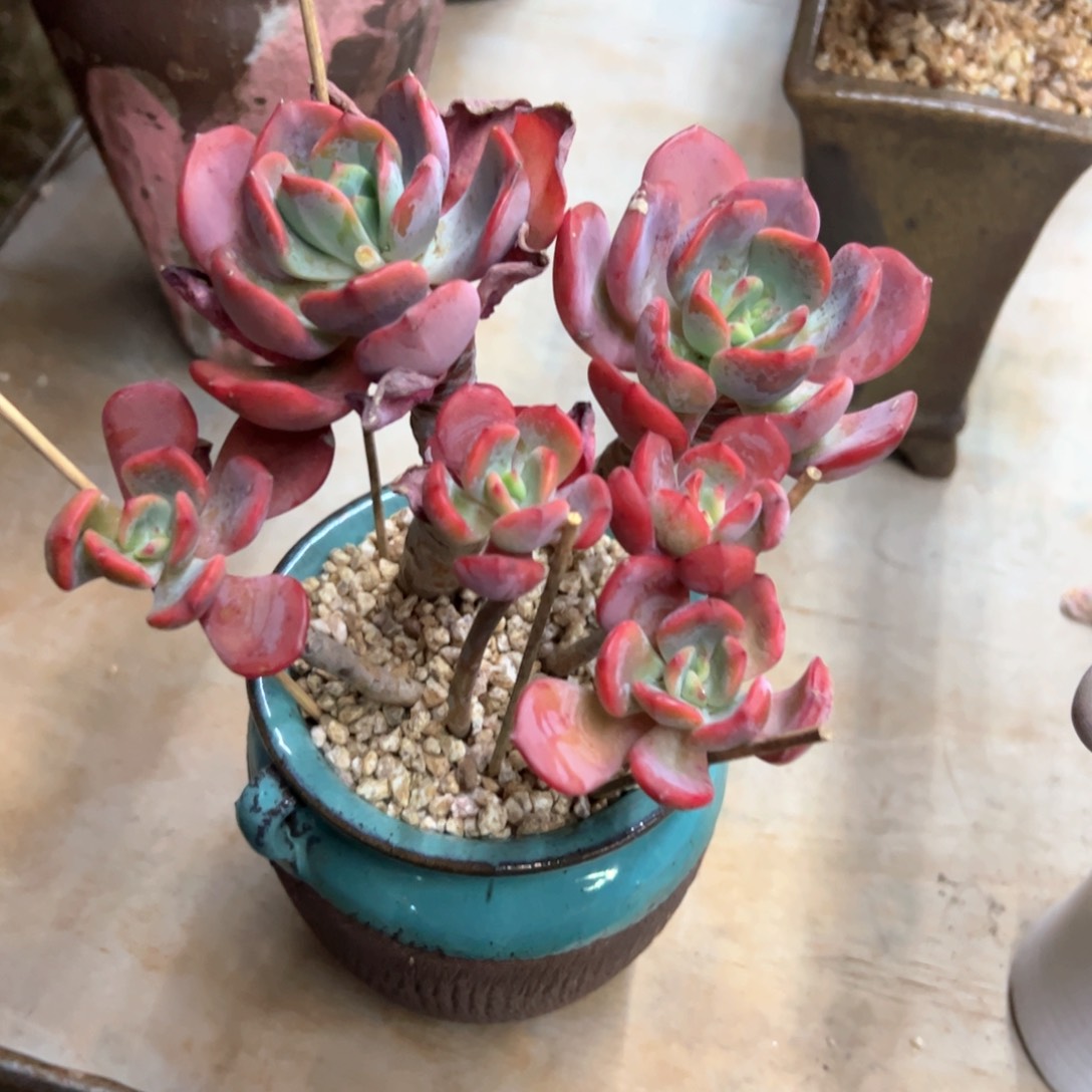 西雾28 零零多肉植物