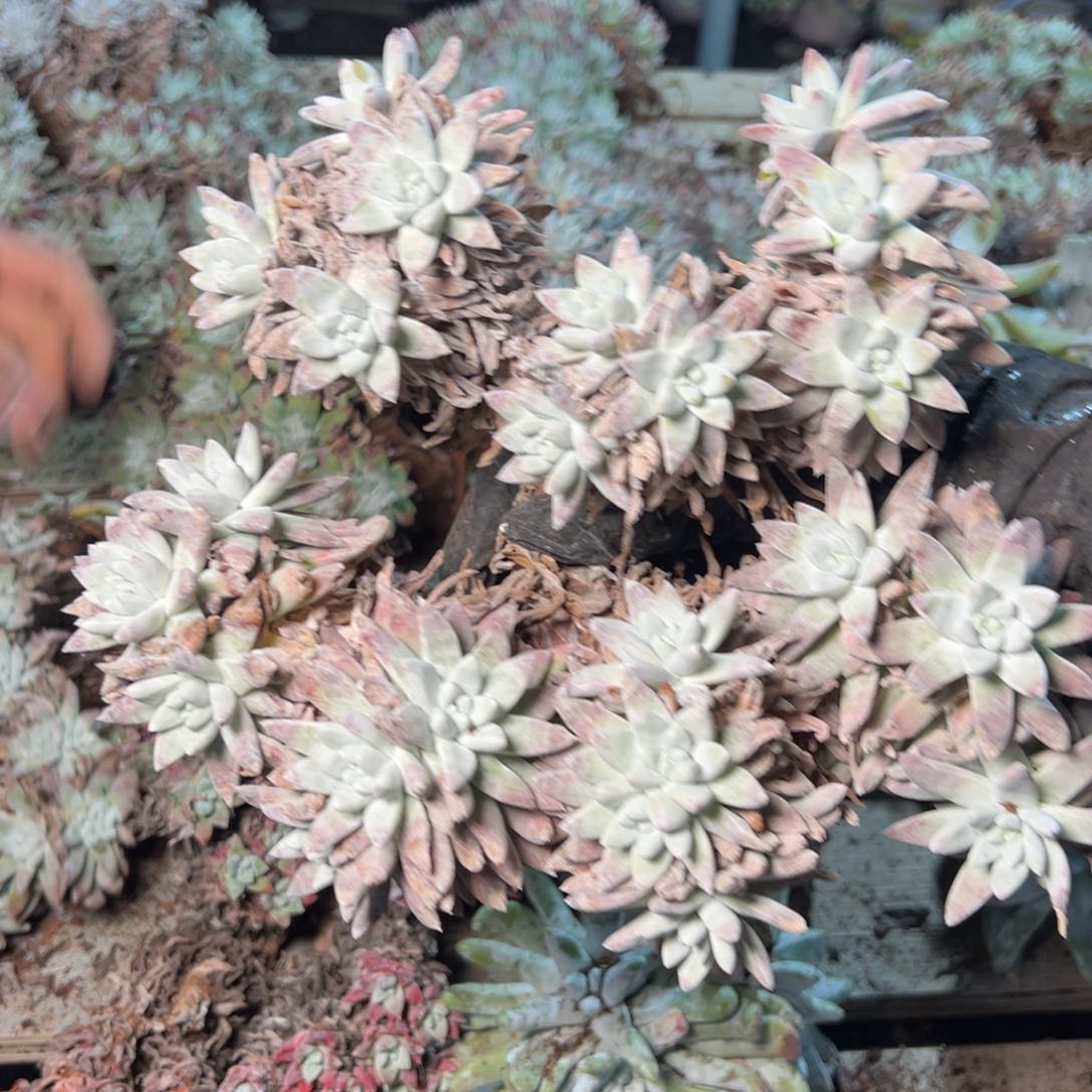 8718哈哈哈哈哈哈哈哈