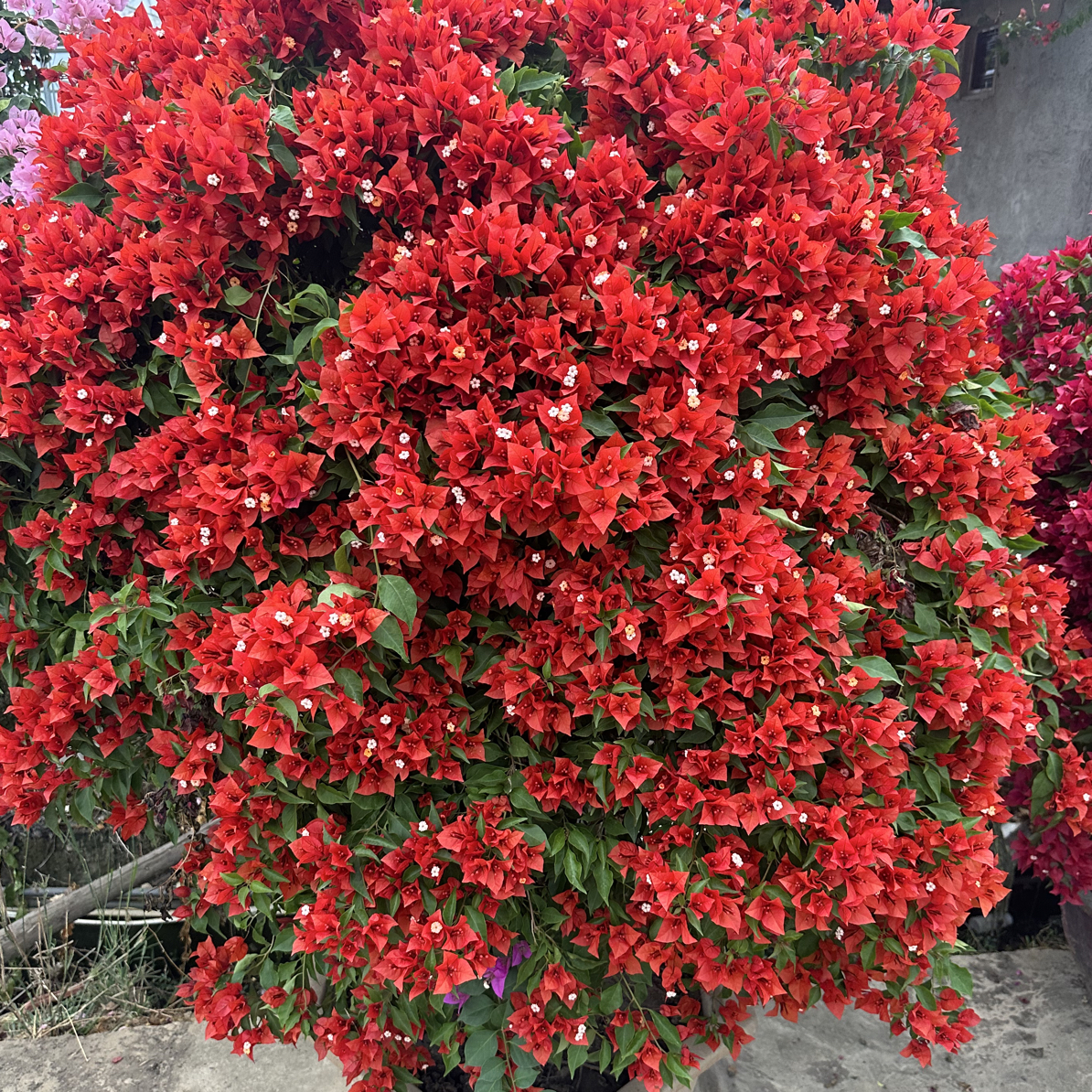 三角梅勤花品种四季开花好养《无售后》