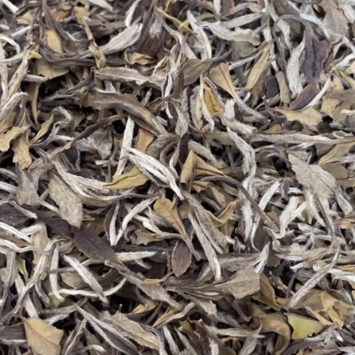 临时链接看直播 2020年白毛茶散茶