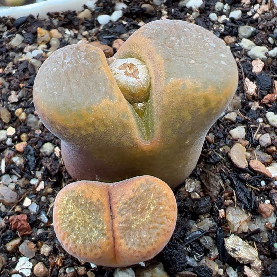 1.27好看的多肉872