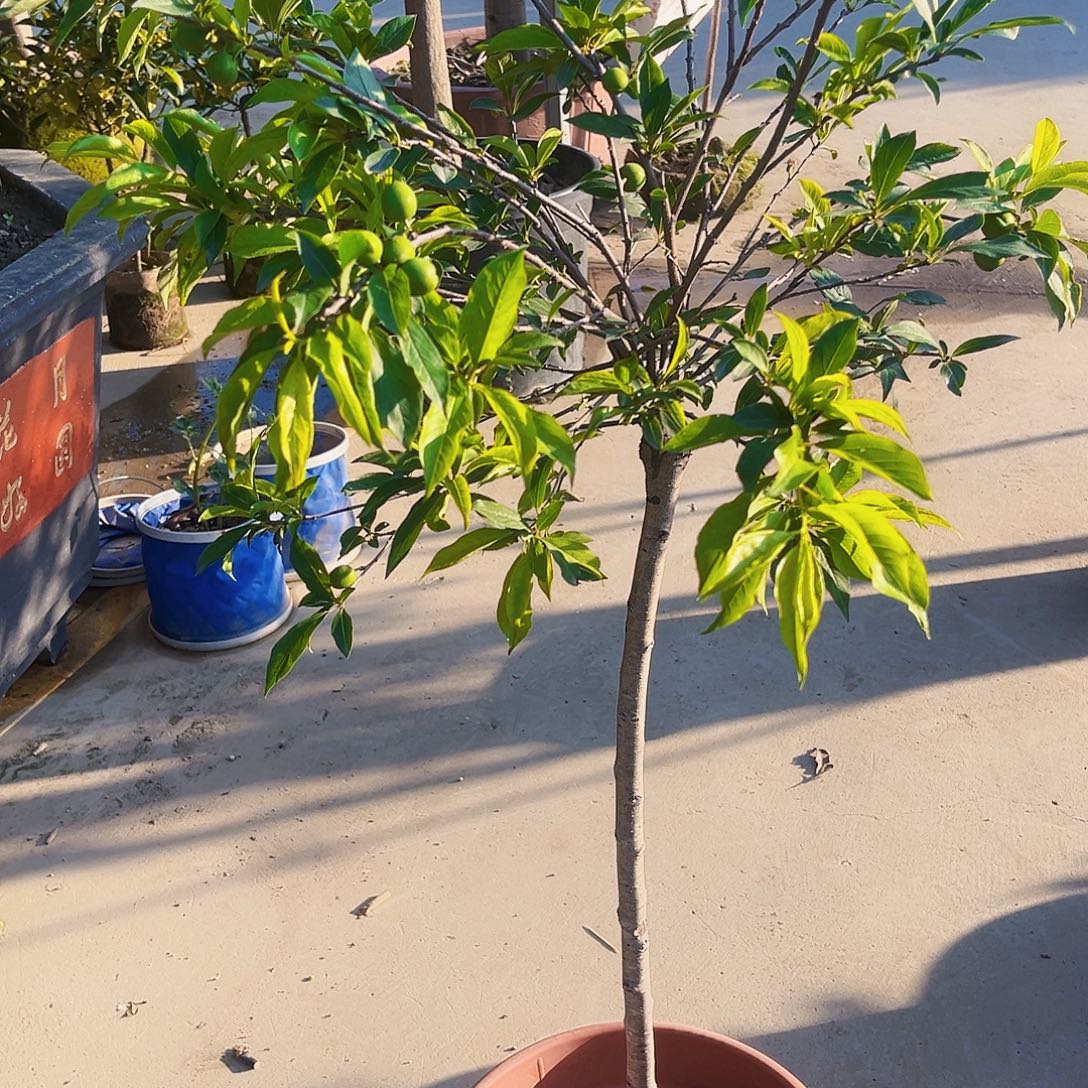 十***号完全开放2468996436899998754