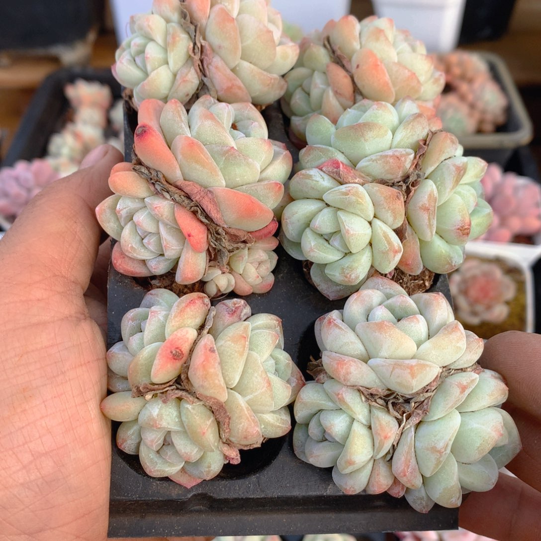 精控冰玉组合一物一拍