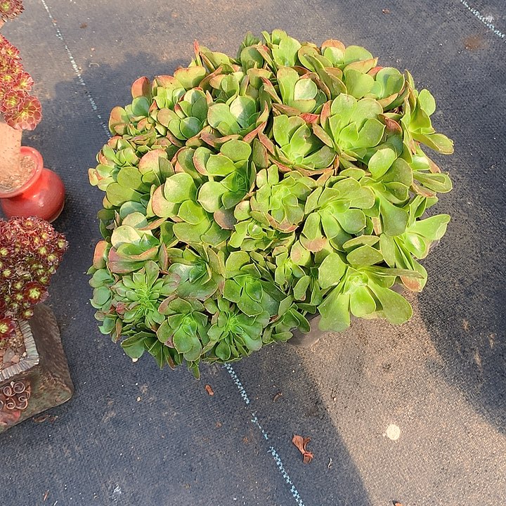 微瑕加州朵朵呀脱土发货啊