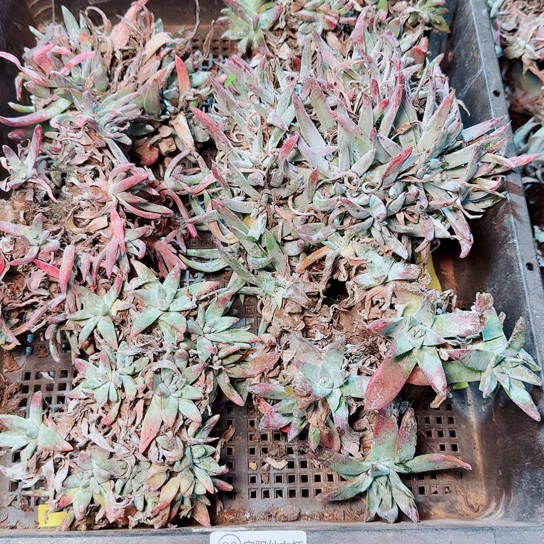 1314瑕疵框拍不售后