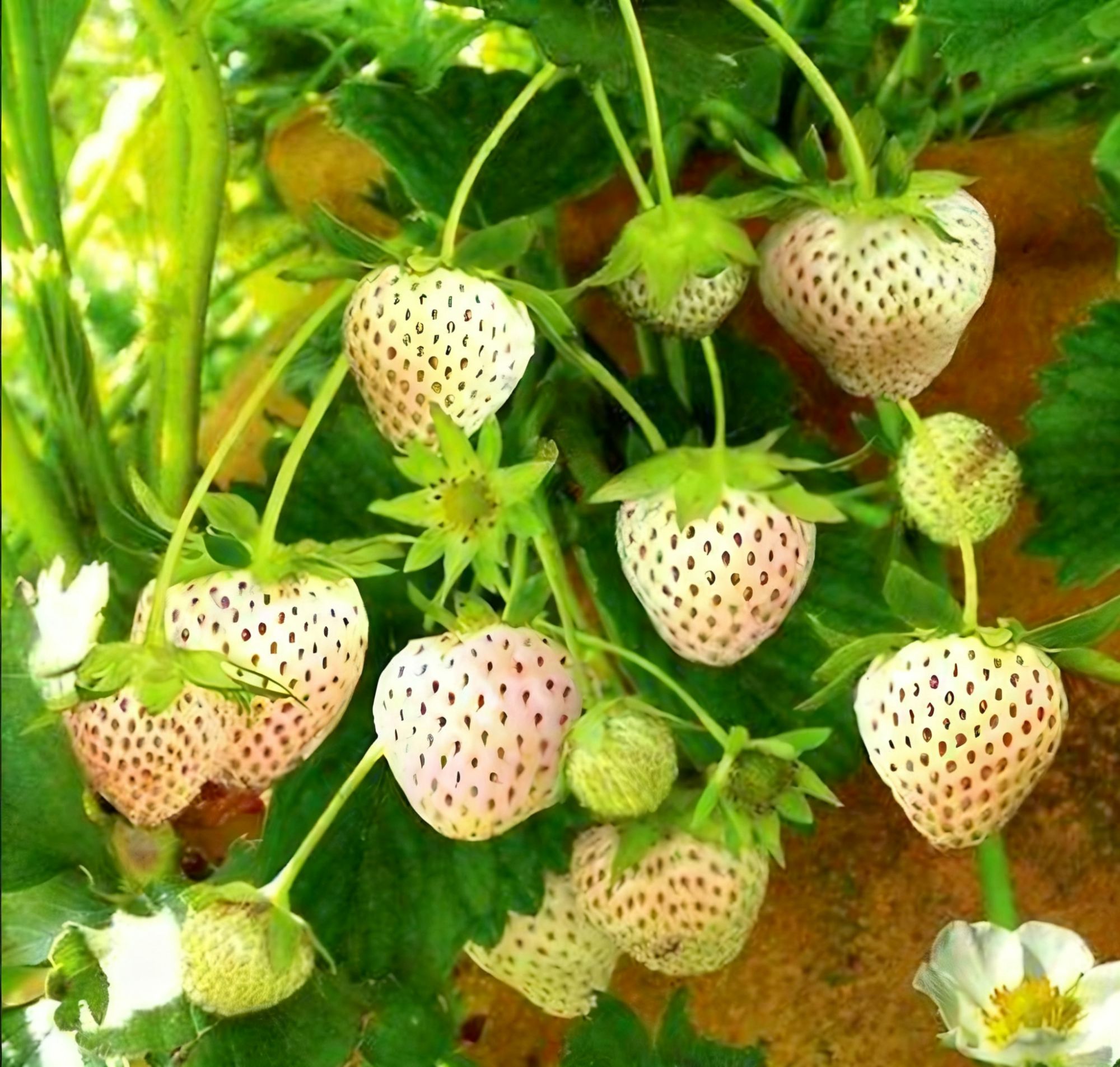 白草莓盆栽带盆带土四季可种阳台庭院种植四季结果草莓苗